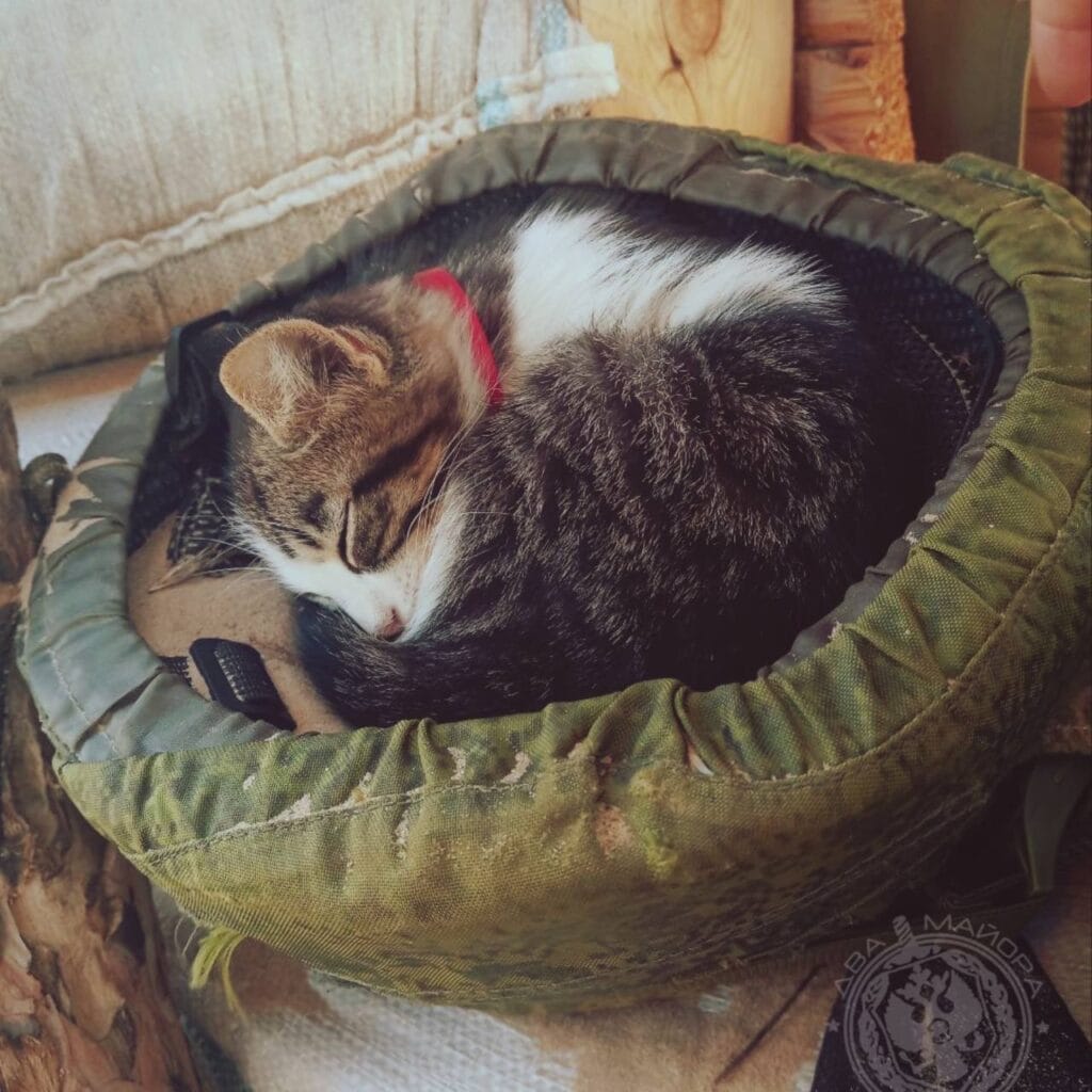 5271975818316342388-1024x1024 Gatos nas Trincheiras: O maior acervo de fotos de gatos na guerra da Ucrânia